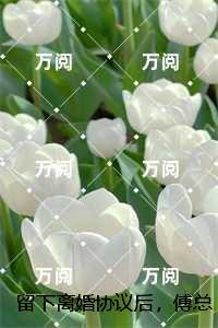 留下离婚协议后,傅总失控求复合:结局+番外精品选集