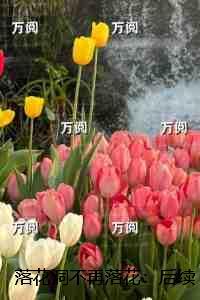 落花洞不再落花:+后续